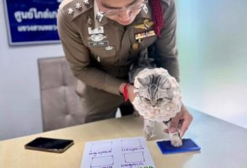 Arrestan a gatita en Tailandia tras atacar a varios policías