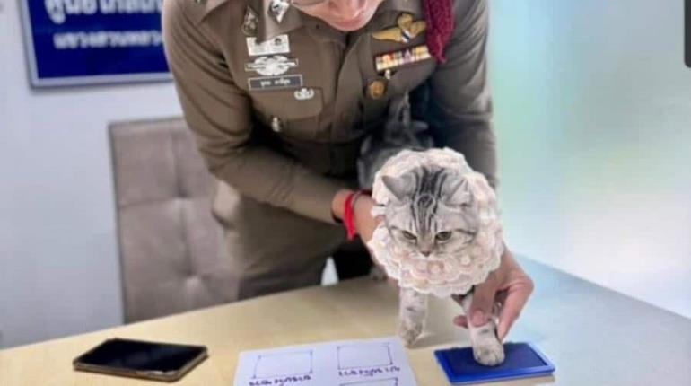 Arrestan a gatita en Tailandia tras atacar a varios policías