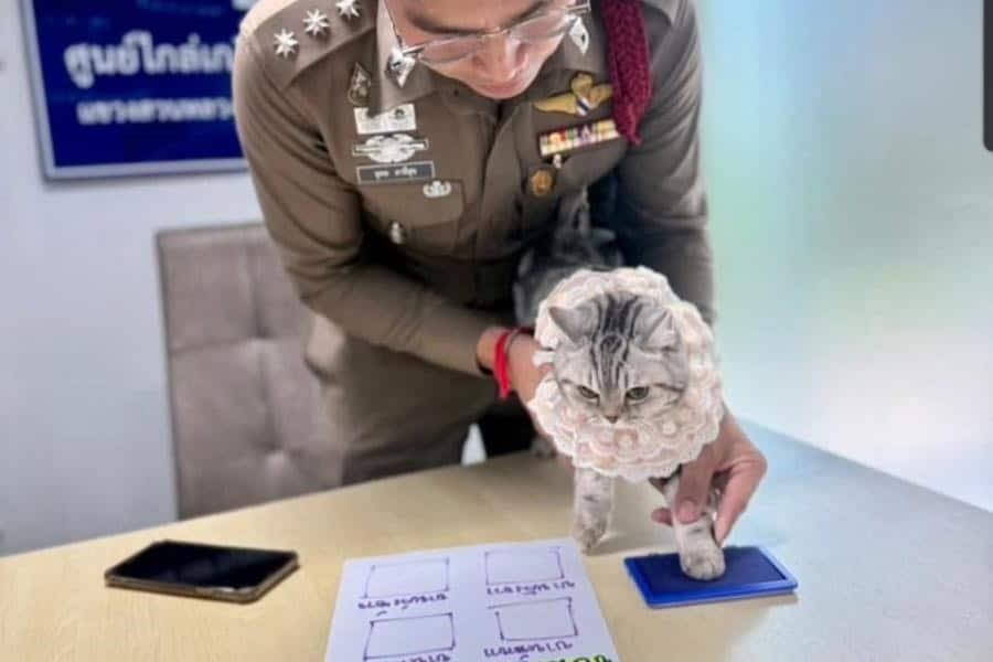 Arrestan a gatita en Tailandia tras atacar a varios policías Arrestan a gatita en Tailandia tras atacar a varios policías