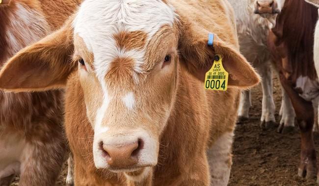 EE. UU. mantiene restricción al ganado mexicano por gusano barrenador