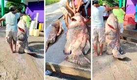¡Sigue la pesca milagrosa! Ahora capturan chernas de más de 100 kilos en Paraíso