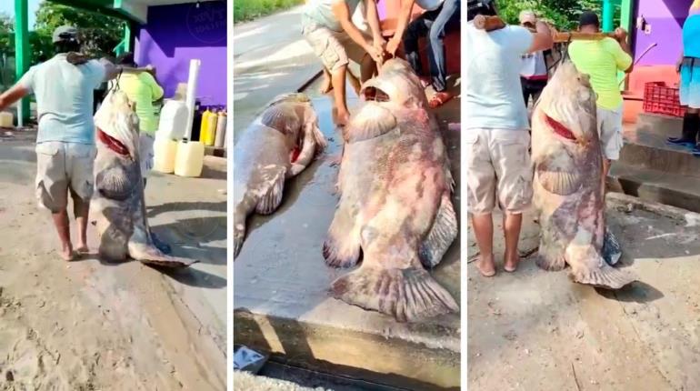 ¡Sigue la pesca milagrosa! Ahora capturan chernas de más de 100 kilos en Paraíso