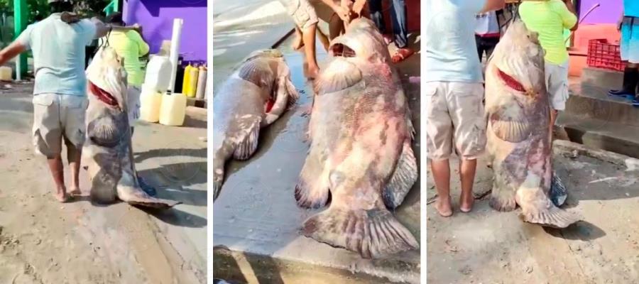 ¡Sigue la pesca milagrosa! Ahora capturan chernas de más de 100 kilos en Paraíso ¡Sigue la pesca milagrosa! Ahora capturan chernas de más de 100 kilos en Paraíso