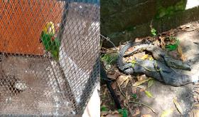 Clausura Profepa zoológico clandestino en Macuspana