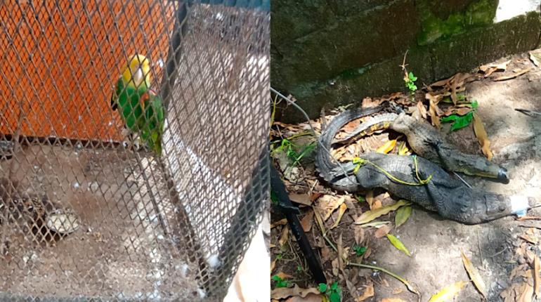 Clausura Profepa zoológico clandestino en Macuspana