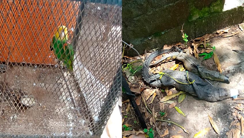 Clausura Profepa zoológico clandestino en Macuspana Clausura Profepa zoológico clandestino en Macuspana