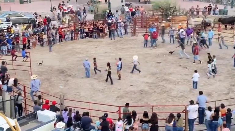 Torturan a 2 gatos en fiestas patronales de Xichú, Guanajuato