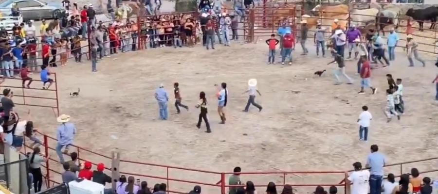 Torturan a 2 gatos en fiestas patronales de Xichú, Guanajuato Torturan a 2 gatos en fiestas patronales de Xichú, Guanajuato