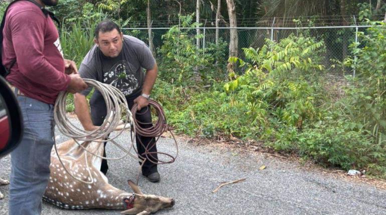 Rescatan a venado axis que se había escapado del Yumká