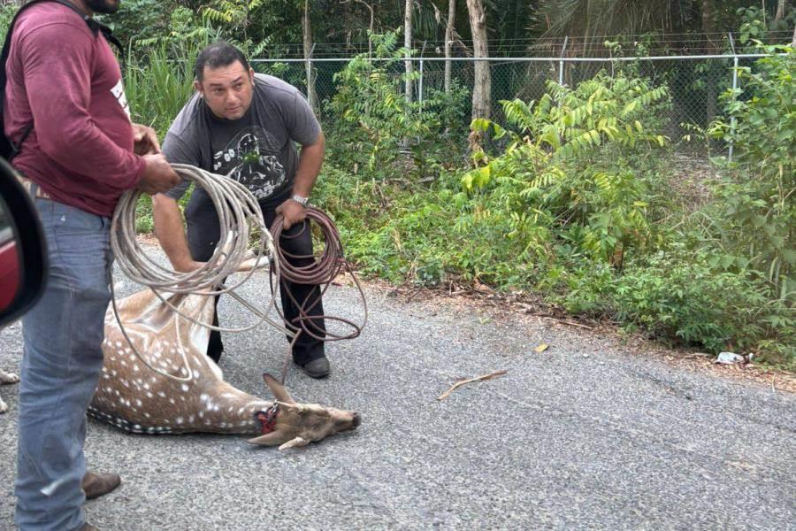 Rescatan a venado axis que se había escapado del Yumká