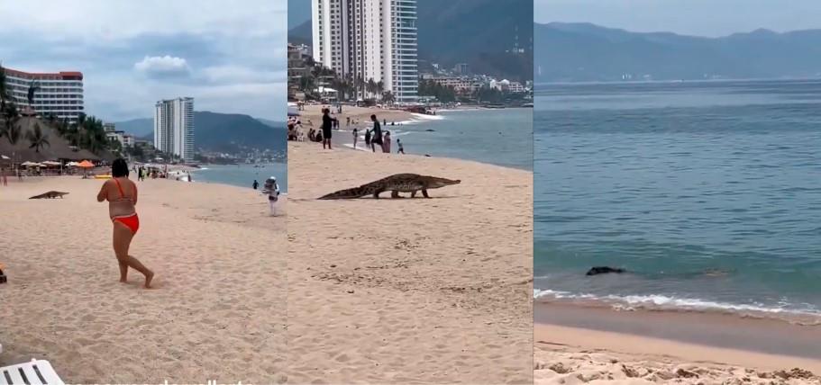 Cocodrilo sorprende a turistas en playas de Puerto Vallarta