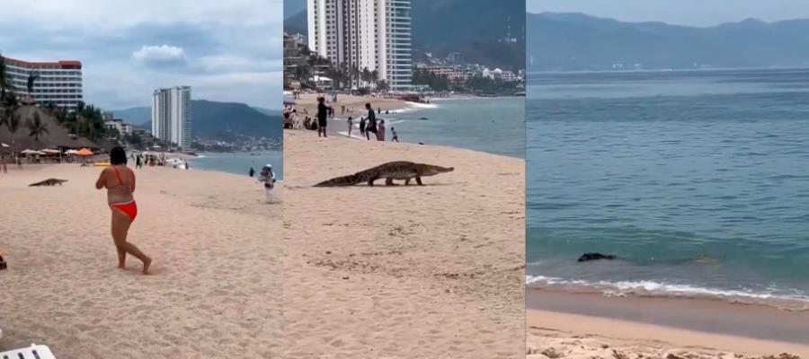 Cocodrilo sorprende a turistas en playas de Puerto Vallarta Cocodrilo sorprende a turistas en playas de Puerto Vallarta