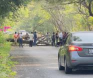 Colapsa árbol en paso del túnel El Tintal de Jalapa; autoridades y ciudadanos liberaron la vía