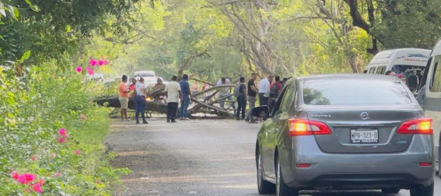 Colapsa árbol en paso del túnel ´El Tintal´ de Jalapa Colapsa árbol en paso del túnel ´El Tintal´ de Jalapa