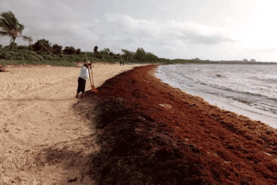 2025 ser&aacute; un a&ntilde;o dif&iacute;cil con respecto al sargazo: Semanat