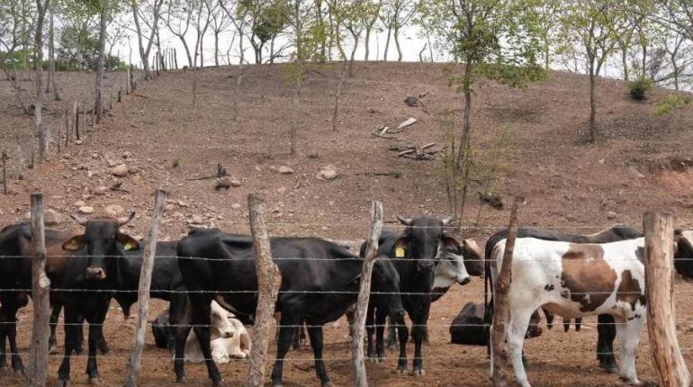 Ajusta Tabasco 418 casos de gusano barrenador