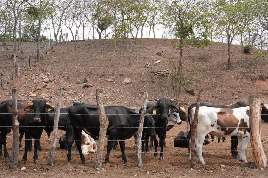 Ajusta Tabasco 418 casos de gusano barrenador Ajusta Tabasco 418 casos de gusano barrenador