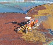 Semar remueve más de 4,000 toneladas de sargazo en costas de Quintana Roo