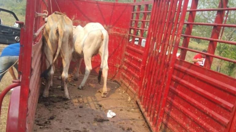 Recupera FIRT Olmeca tres semovientes reportados como robados en Jalapa