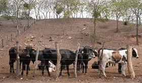 Gusano barrenador a la baja en Tabasco: Sedap; reportan 19 casos activos