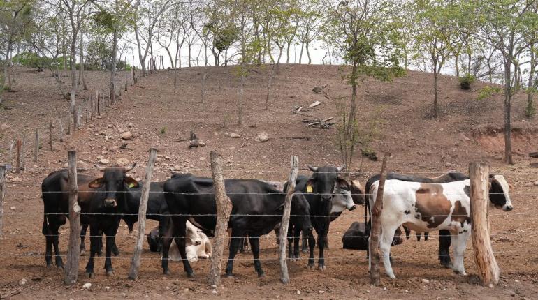 Honduras detecta 64 casos de miasis por gusano barrenador en humanos