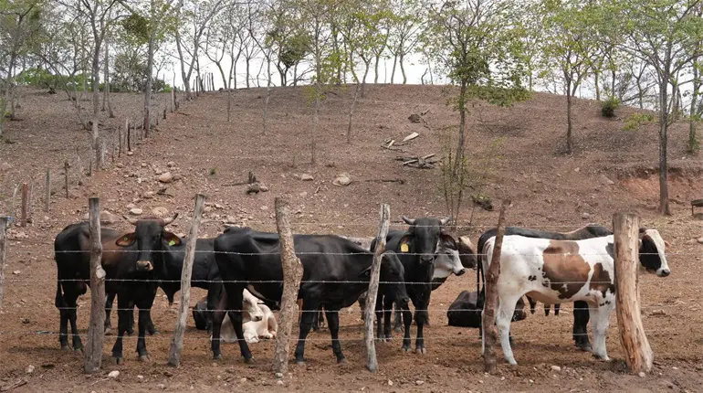 Gusano barrenador a la baja en Tabasco: Sedap; reportan 19 casos activos