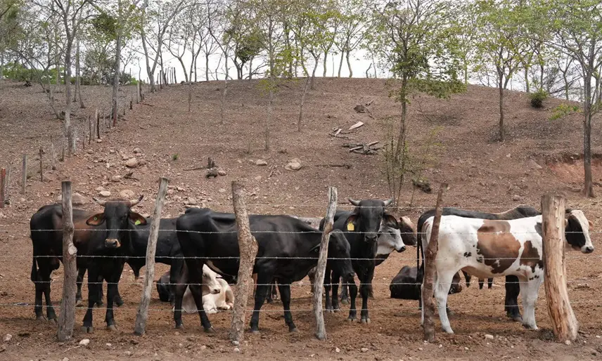 Gusano barrenador a la baja en Tabasco: Sedap; reportan 19 casos activos