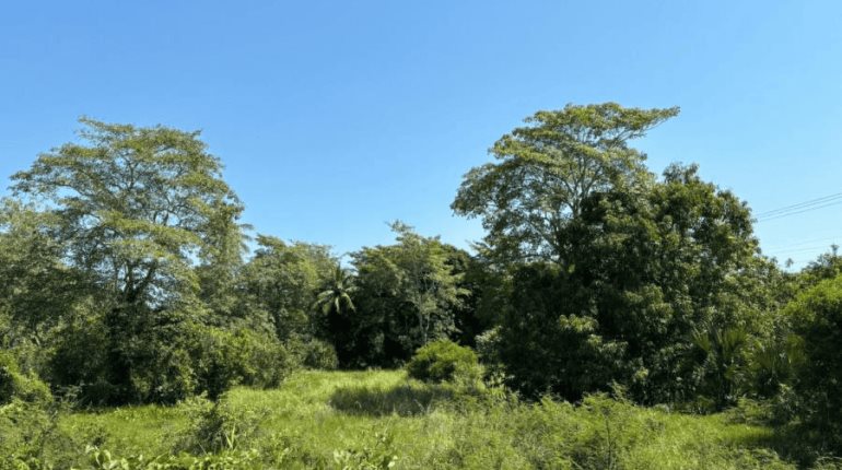Denuncian intento de despojo por parte de "invasores" en Macuspana