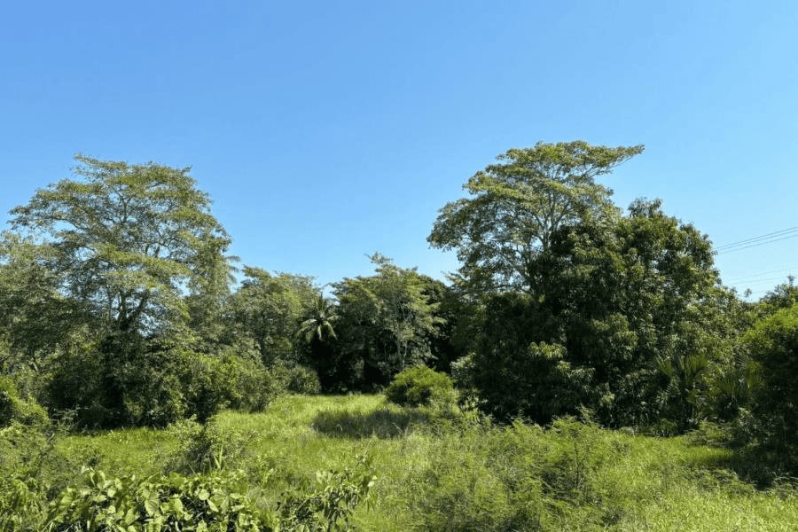 Denuncian intento de despojo por parte de "invasores" en Macuspana