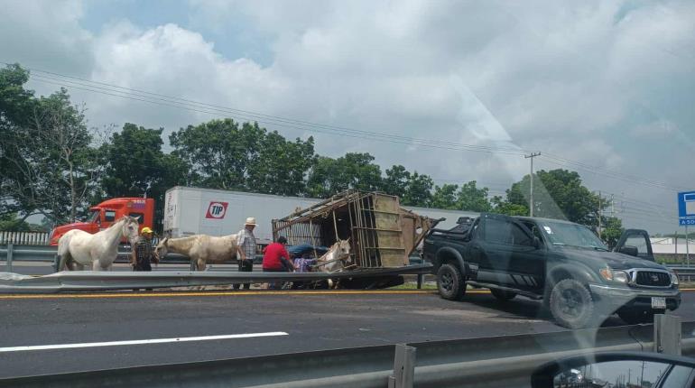 Vuelca remolque que transportaba caballos en la Cárdenas – Coatzacoalcos