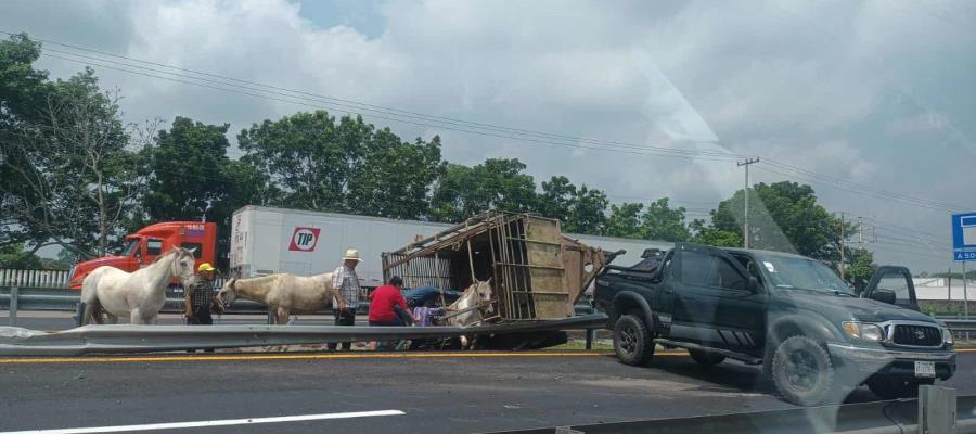 Vuelca remolque que transportaba caballos en la Cárdenas – Coatzacoalcos