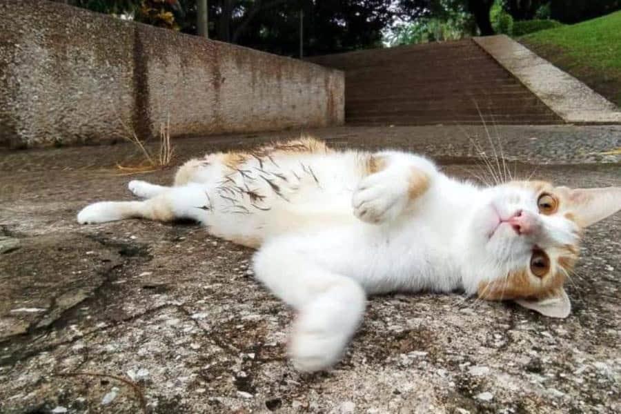 Anuncia Gobierno campa&ntilde;a de esterilizaci&oacute;n de gatos en el Tom&aacute;s Garrido