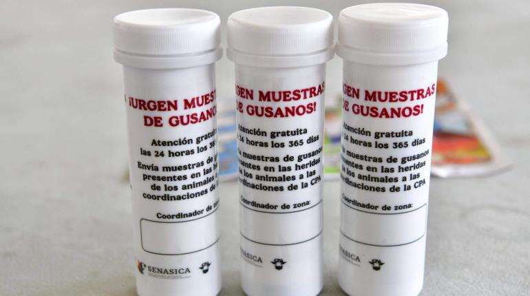 Casos de gusano barrenador están contenidos: Gobierno de Tabasco