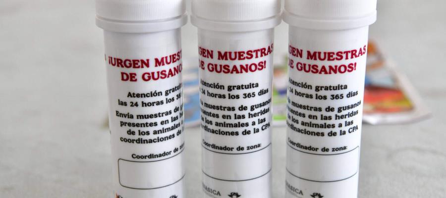 Casos de gusano barrenador están contenidos: Gobierno de Tabasco Casos de gusano barrenador están contenidos: Gobierno de Tabasco