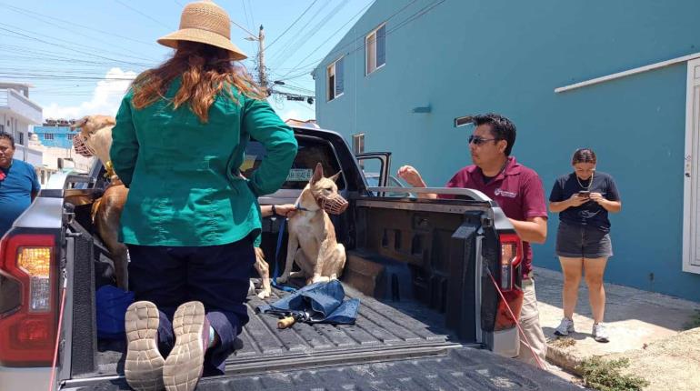 Indigna maltrato animal en Coatzacoalcos; perros son golpeados con machete