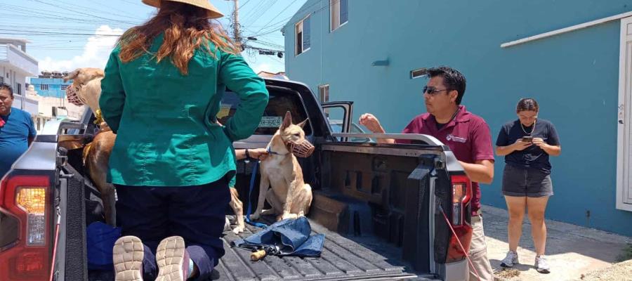 Indigna maltrato animal en Coatzacoalcos; perros son golpeados con machete Indigna maltrato animal en Coatzacoalcos; perros son golpeados con machete