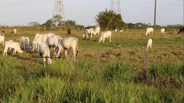 Gusano barrenador va a la baja en Tabasco: Gobierno