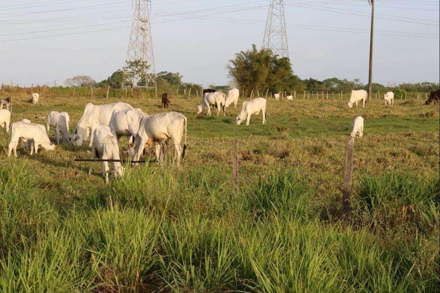 Gusano barrenador va a la baja en Tabasco: Gobierno Gusano barrenador va a la baja en Tabasco: Gobierno