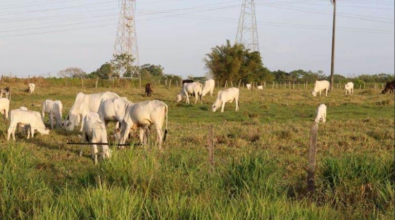 Hato ganadero de Tabasco comienza a repoblarse: Sader