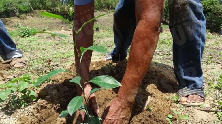 Tabasco será primer lugar nacional en reforestación: Gobernador