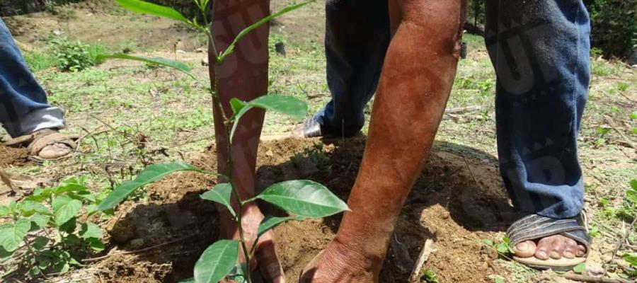 Tabasco será primer lugar nacional en reforestación: Gobernador Tabasco será primer lugar nacional en reforestación: Gobernador