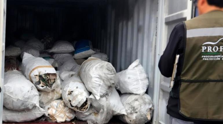 Profepa asegura 2,433 kilos de aletas de tiburón