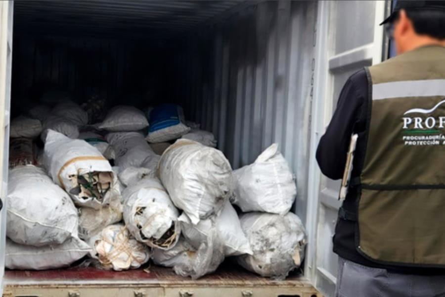 Profepa asegura 2,433 kilos de aletas de tiburón Profepa asegura 2,433 kilos de aletas de tiburón