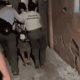 Decomisan 2 armas de fuego y cargadores durante cateo del Penal en Tabasco: SSPC Federal