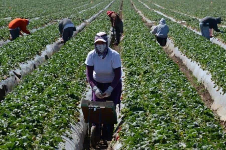Reconoce Trump que su política migratoria afecta a sectores como la agricultura y hotelería Reconoce Trump que su política migratoria afecta a sectores como la agricultura y hotelería