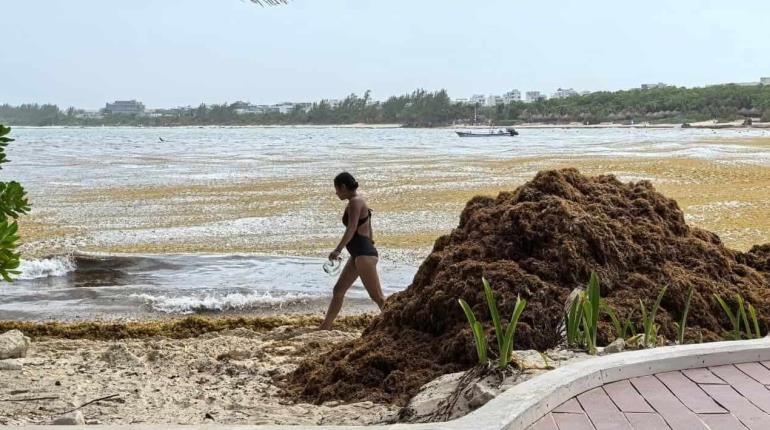 Este año sargazo alcanzará niveles sin precedentes en playas mexicanas: UNAM