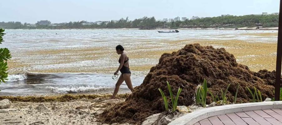 Este año sargazo alcanzará niveles sin precedentes en playas mexicanas: UNAM Este año sargazo alcanzará niveles sin precedentes en playas mexicanas: UNAM