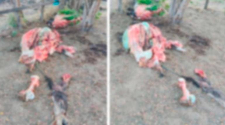 Advierten a "roba vacas" que aplicarán justicia por propia mano en Tamulté de las Sabanas