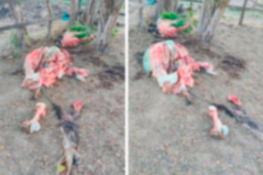 Advierten a "roba vacas" que aplicarán justicia por propia mano en Tamulté de las Sabanas Advierten a "roba vacas" que aplicarán justicia por propia mano en Tamulté de las Sabanas