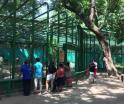 Descarta gobierno movilizar animales del parque Museo La Venta al Yumká